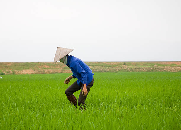 istock Farmer in Vietnam 172746098