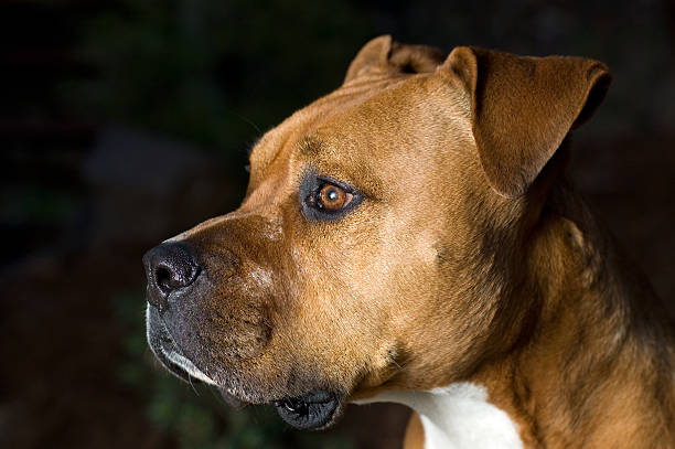 Portrait of an American Staffordshire Terrier dog.