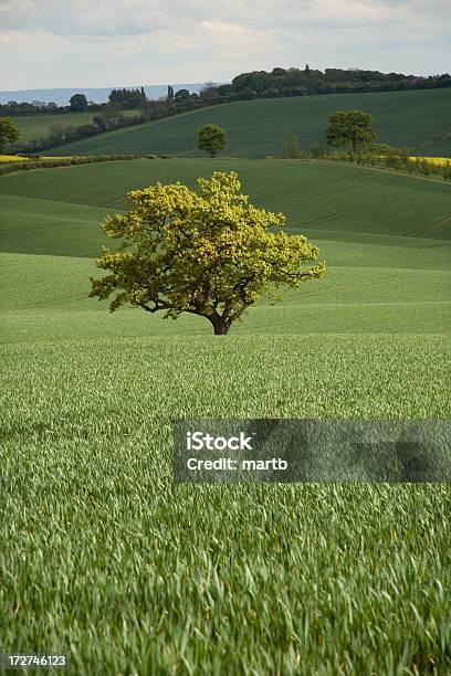 Sunlit Tree Stock Photo - Download Image Now - Agricultural Field, Agriculture, Cereal Plant