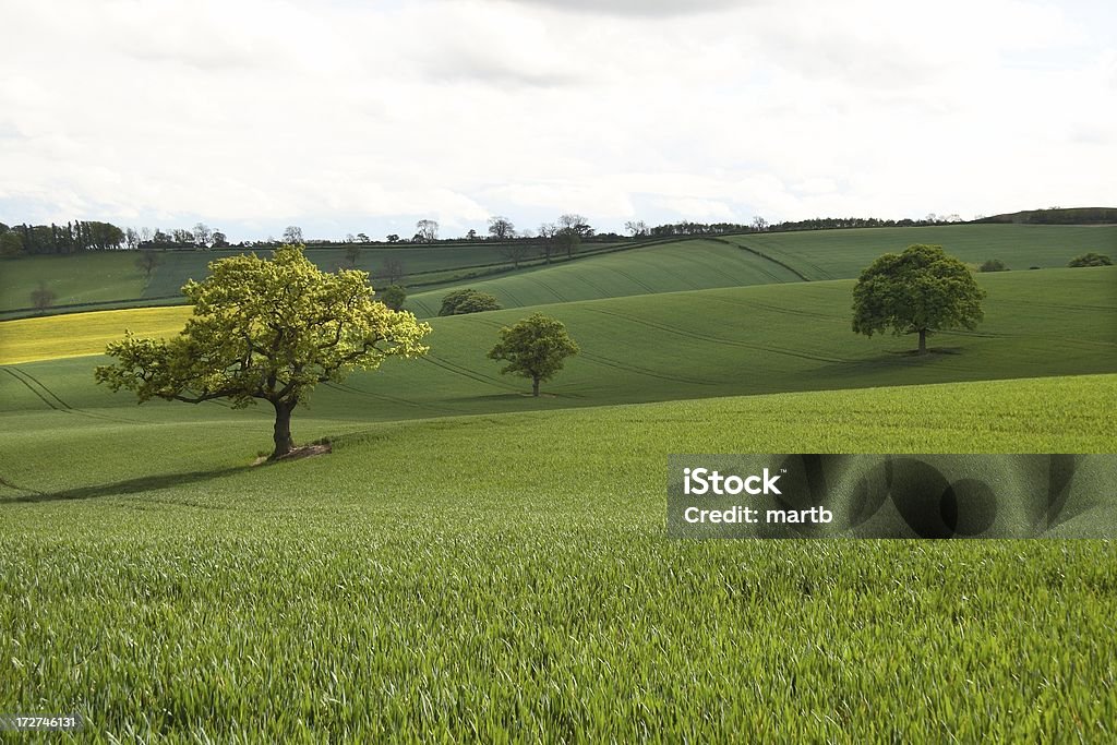 Trois arbres de terres vallonnées - Photo de Agriculture libre de droits