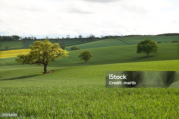 Photo libre de droit de Trois Arbres De Terres Vallonnées banque d'images et plus d'images libres de droit de Agriculture - Agriculture, Angleterre, Arbre