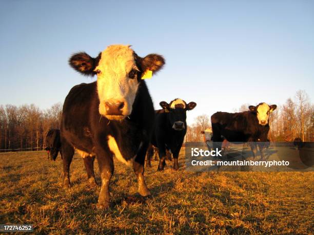 Noite Visitante - Fotografias de stock e mais imagens de Agricultura - Agricultura, Animal Doméstico, Anoitecer