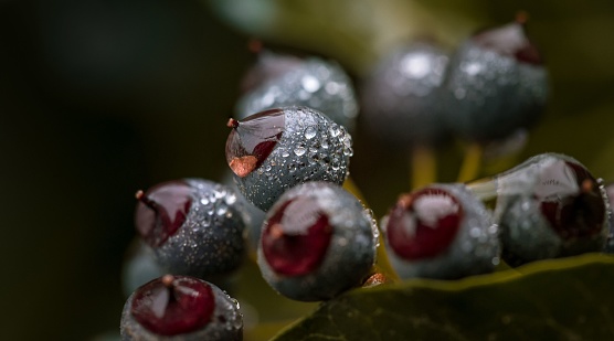 A close-up of berries covered with waterdrops