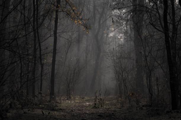 istock Scenic view of a dirt road in a dark forest 1727463485