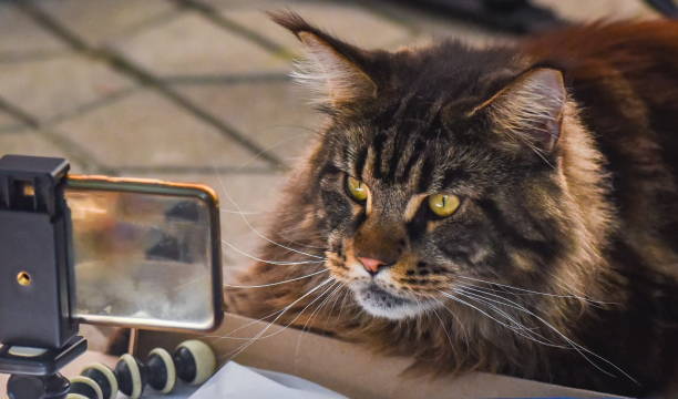 istock Marbled Maine Coon with a smartphone 1727465806