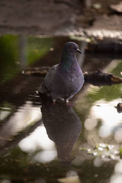 istock Closeup of a pigeon in a puddle 1727466911