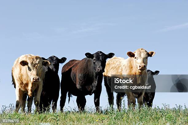 Krowy Na Alert - zdjęcia stockowe i więcej obrazów Bez ludzi - Bez ludzi, Bydło, Bydło domowe