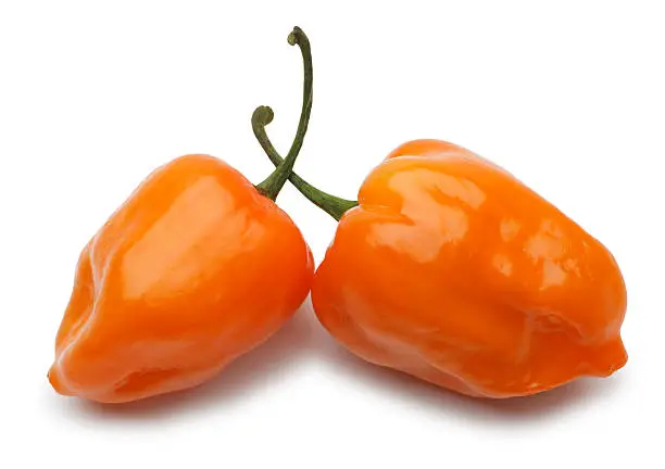 Two habanero peppers