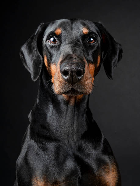 istock Doberman dog on black background 1727468531