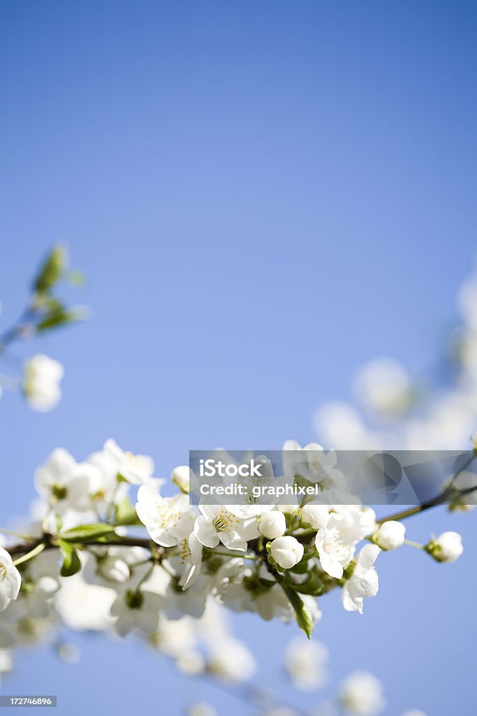 Bianco a fiori - Foto stock royalty-free di Albero