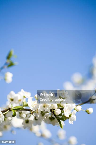Białe Kwiaty - zdjęcia stockowe i więcej obrazów Bez ludzi - Bez ludzi, Biały, Bliskie zbliżenie