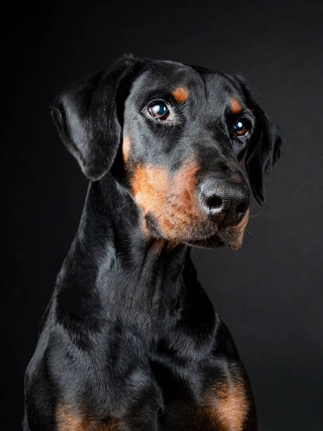 istock Doberman dog on black background 1727469064