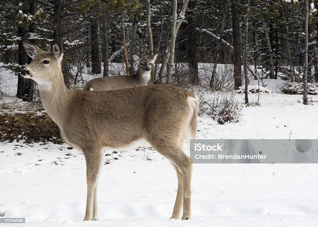 Deer par - Foto de stock de Alberta royalty-free