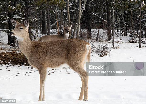 Foto de Deer Par e mais fotos de stock de Alberta - Alberta, Animal, Animal selvagem