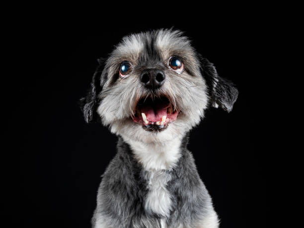 istock Little dog on black background 1727470123