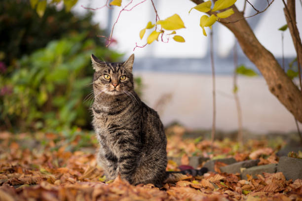 Cute grey-brown european shorthair cat sitting on brown and colorful leaves in the backyard with an attentive and curious facial expression. Outside with autumn mood