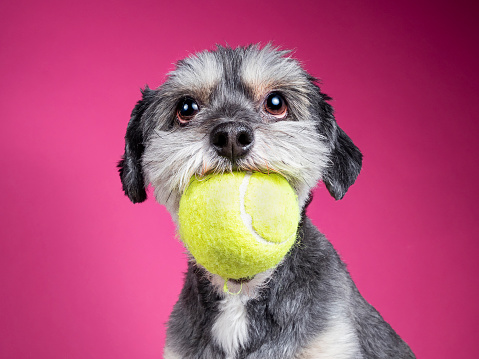 Little dog with ball