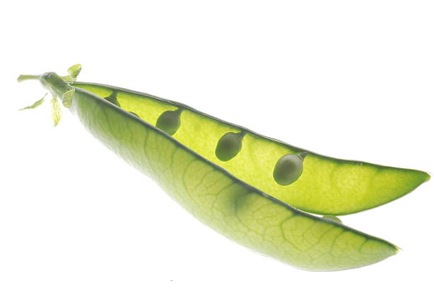 Peas in pod stock photo