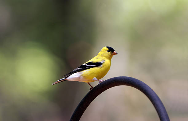 istock Male Goldfinch with Summer Colors 172747127