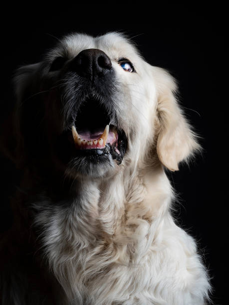 istock Golden Retriever dog on black background 1727471816