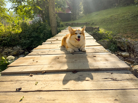 Red-white corgis lie on a wooden makeshift bridge, closed her eyes and smiles. Behind the beautiful light of morning sun