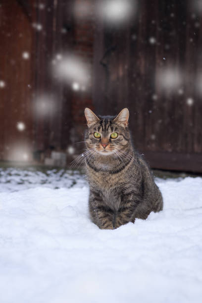 istock Cat sits in the snow and watches curiously 1727472372