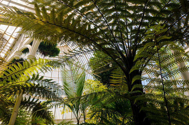 Plants inside an old-fashioned Victorian greenhouse.