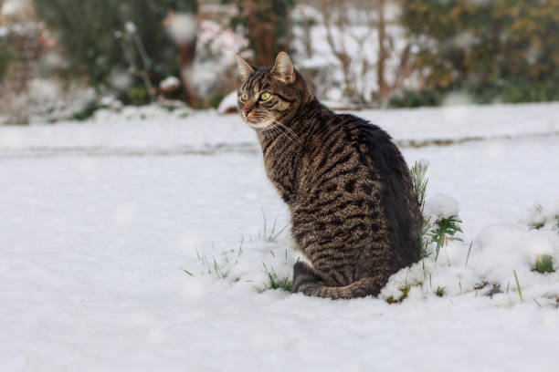 istock Cat sits in the snow and watches curiously 1727472896