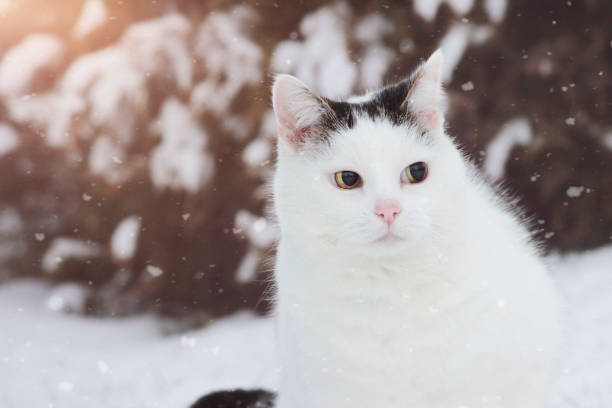 Tabby cat close up sprinkled with snow with bright colours blurry in the background and stunning green eyes.