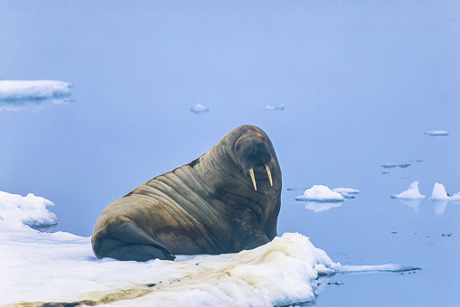 Walrus on a ice floe looking at the camera