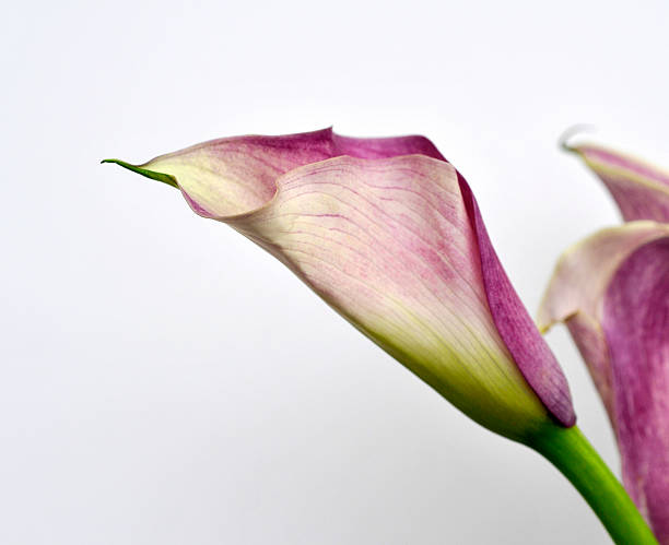 istock Two Light Purple Zantedeschia 172747293
