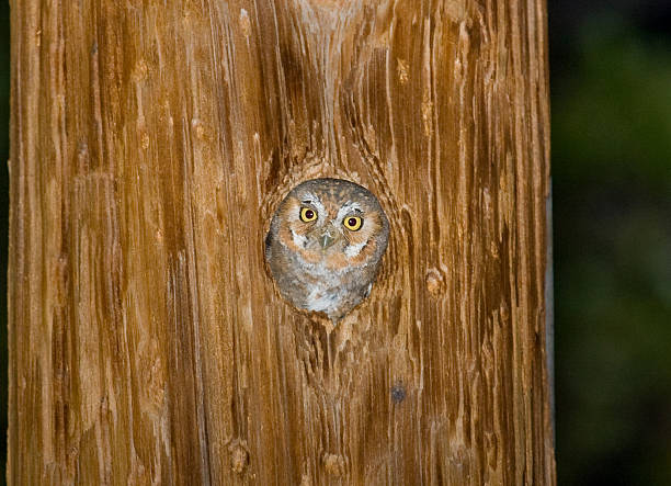 istock Elf Owl Peeking out of Nest Cavity 172747342