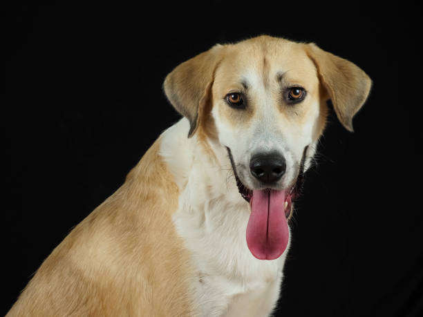 istock Spanish mastiff portrait on black background 1727474835