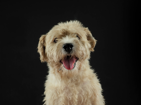 Waterdog on black background