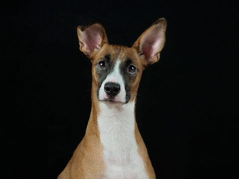 Studio portraits of a cute mixed breed dog, shot on a white background. The dog is half Chihuahua half Jack Russell Terrier.