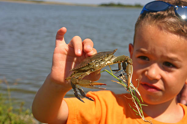 Young boy looking at blue crab in his hand