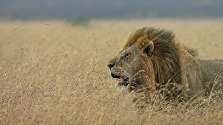 Magnificent male lion walking in the savannah grassland of Africa in Masai Mara