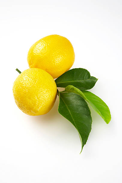 istock Lemons with leaves on white background 172747569