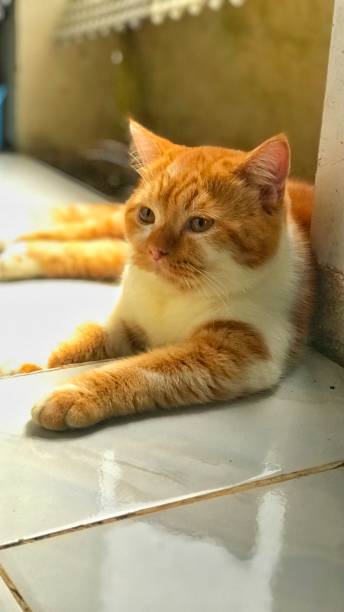 istock a cute orange cat is relaxing 1727476196