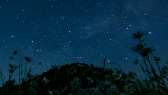 The Cygnus constellation can be seen over the flower field and mountains.