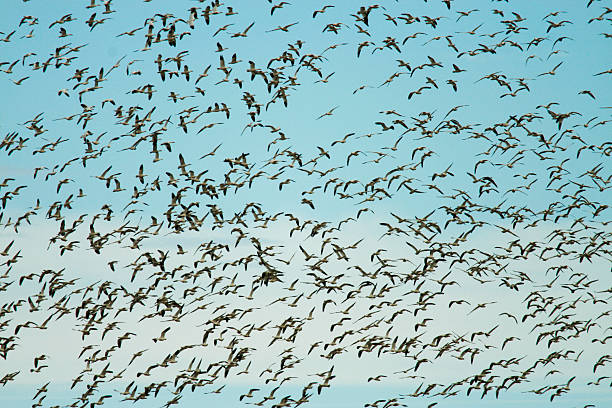 istock Snow Geese Fill the Sky 172747732