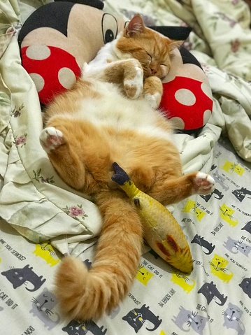 cute orange cat sleeping soundly on the bed in different poses
