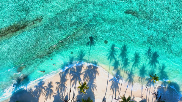 istock Summer palm tree  and Tropical beach with blue  sea background 1727477430