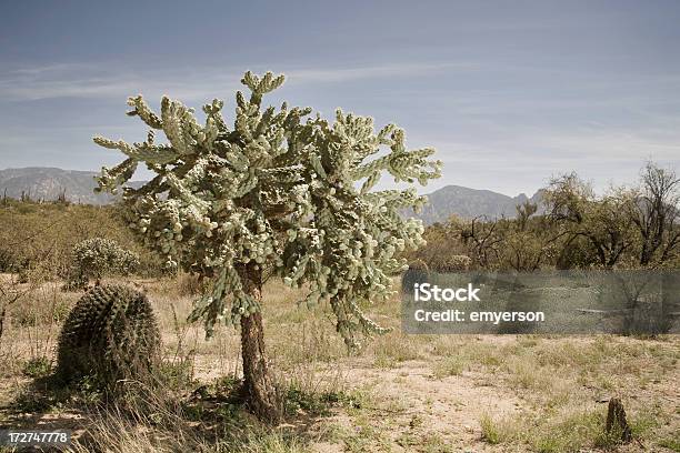 Photo libre de droit de Le Désert banque d'images et plus d'images libres de droit de Arizona - Arizona, Cactus, Cactus Laineux Corne de Cerf