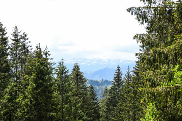 Mountain landscape on sunny summer day. Carpathian mountains.