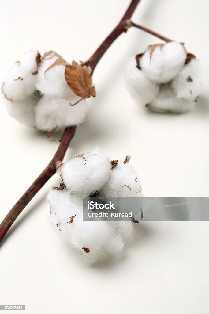 Boules de coton - Photo de Aliment cru libre de droits