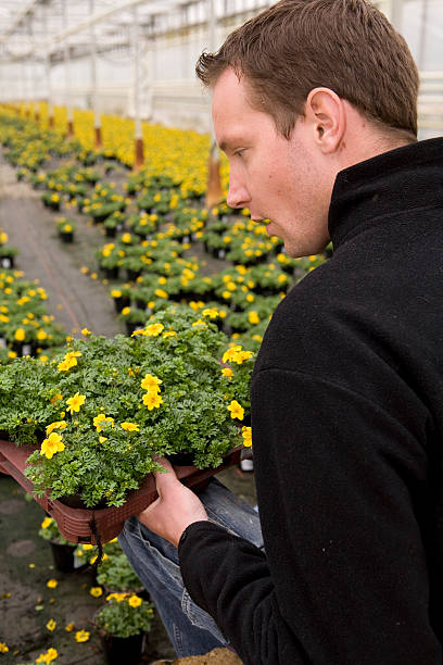 istock Young man in glasshouse with flowers 172747895