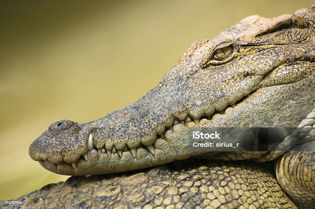 crocodile close-up of crocodile Aggression Stock Photo