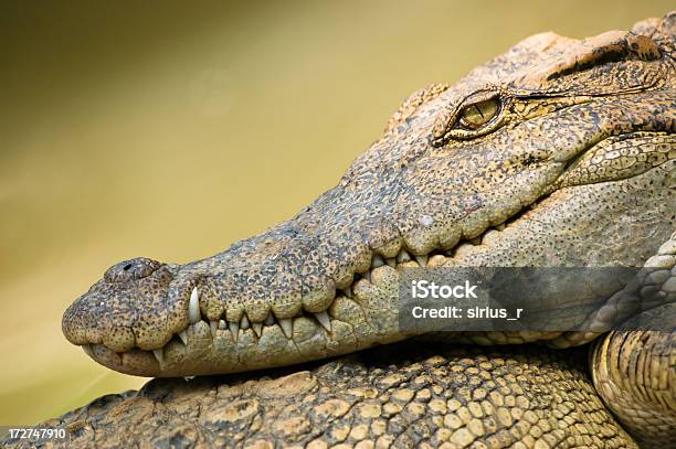 Crocodile Stock Photo - Download Image Now - Aggression, Animal, Animal Body Part