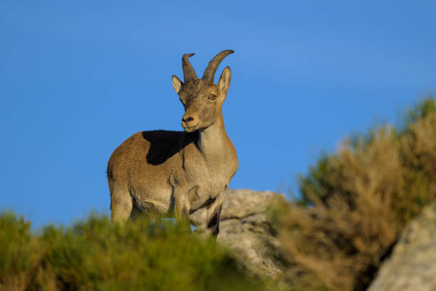 istock Mountain Goat in Guadarrama 1727481220